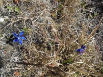 Genziane in ottobre nel Parco